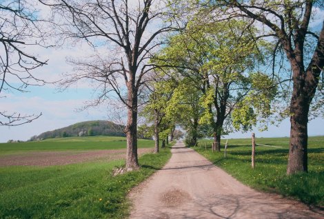 Allee (Foto: J. Weber)