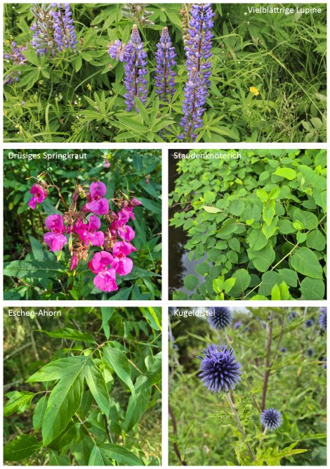 Collage invasive Pflanzen (Fotos: S. Klingner)