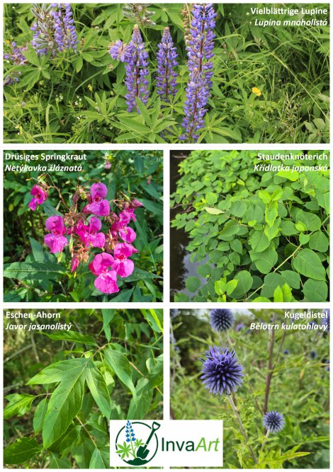 Collage invasive Pflanzen (Fotos: S. Klingner)