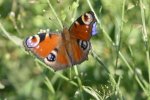 Tagpfauenauge am Blühstreifen (Foto: S. Heinz)