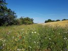 Blühstreifen an einem Steinrücken (Foto: A. Lindner)