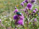 Besuch eines Rosenkäfers (Foto: A. Lindner)