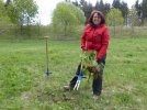 Die Lupine ist mitsamt der langen Pfahlwurzel ausgestochen (Foto: S. Heinz)