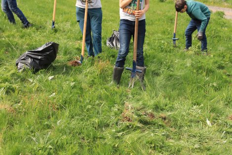 Jugendliche stechen Lupinen aus der Wiese