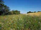 Blühstreifen an einem Steinrücken (Foto: A. Lindner)