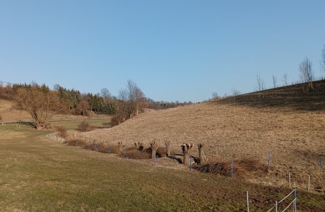 Kopfweiden nach dem Schnitt (Foto: E. König)