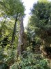 Expedition Wald: Lebensraum Totholz